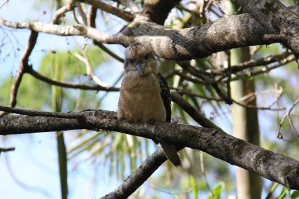 Kookaburra front
